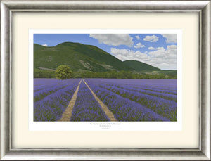 La Chaleur et Le Coeur de La Provence - Lavender Painting