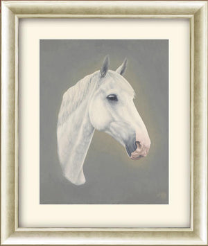 Grey Horse Head Portrait