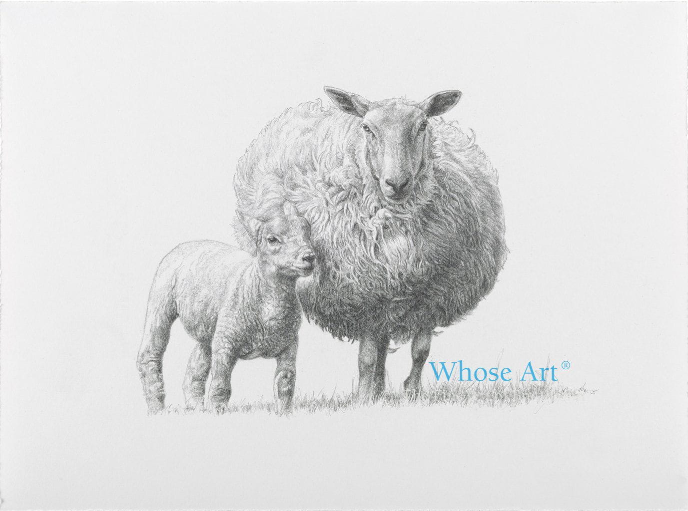 Black & white sheep card of a pencil drawing of a sheep & lamb together in Spring. The lamb is nestling into the sheep.
