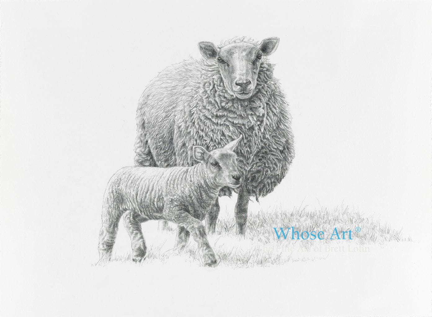 Lamb greeting card showing a drawing of a lamb with a sheep. The lamb is striding confidently in front of the sheep.