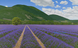Lavender Wall Art Print of a painting of a lavender field in France with a mountain in the background. The lavender is in rows