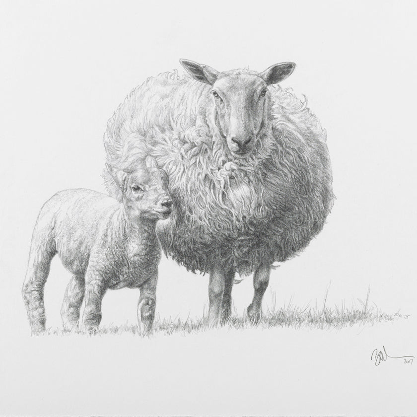 sheep and lamb art drawing