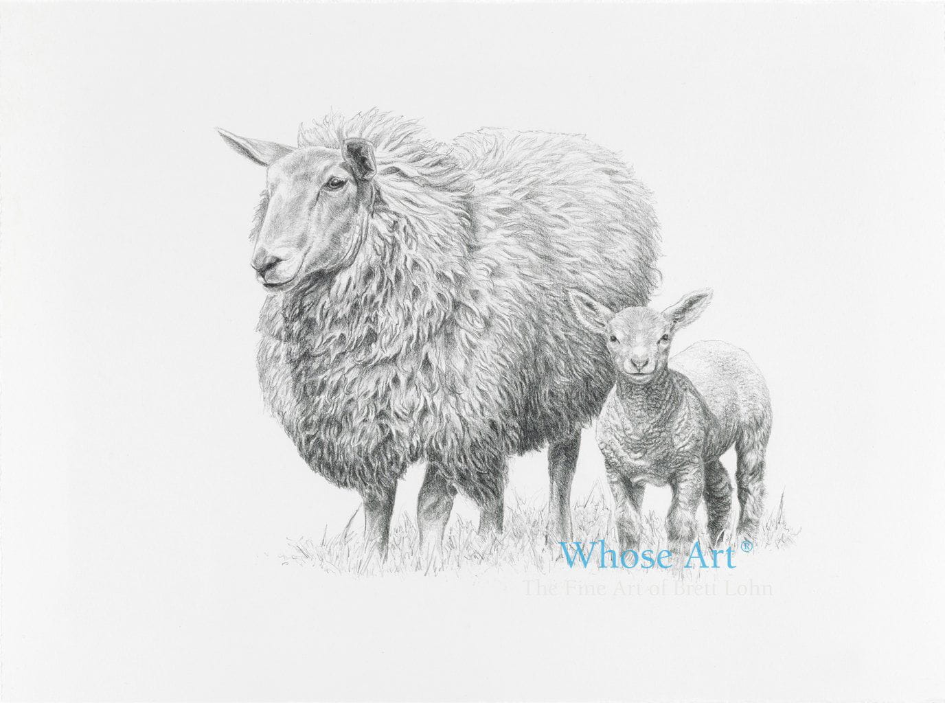 Sheep drawing greeting card drawn in pencil on paper. The drawing shows a sheep and lamb together. The lamb is standing