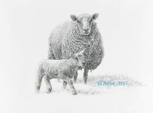 A sheep drawing with a lamb just able to stand on its feet. This black and white drawing shows the sheep watching the lamb.